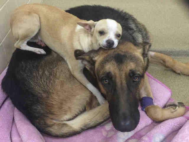 german shepherd chihuahua